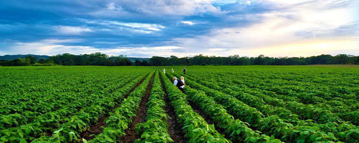 summer field